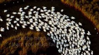 The Good Life - Tony Bennett (lyrics)