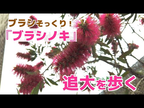 情報学科 追大を歩く5_不思議な形！ブラシノキ〜5月の安威キャンパス（追手門学院大学）