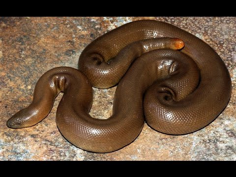 BIG SNAKE IN THE WATER