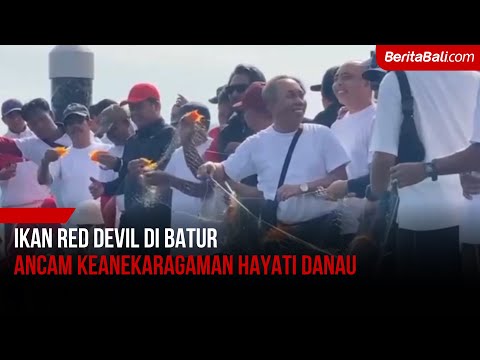 Ikan Red Devil Di Batur Ancam Keanekaragaman Hayati Danau