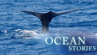 Ocean Stories 1 – The Giant and The Phantom