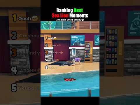 Ranking Best Sea Lion Moments #usa