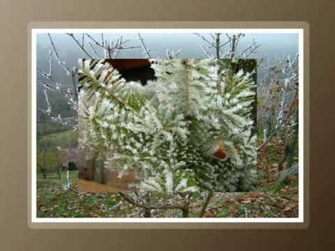 First frost in autumn - Ivje v jeseni.mp4