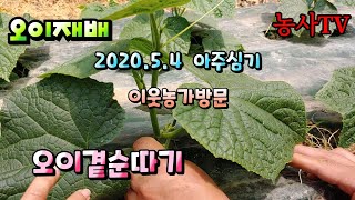 오이재배,  봄 오이 곁순따는 이유와 몇 마디까지 따는지? [농사TV]