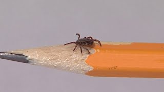 Lyme disease cases on the rise in Southwest Virginia