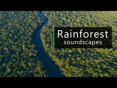 Dusk in the Amazon rainforest - Nature and wildlife sounds