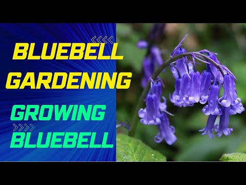 , title : 'Bluebell Gardening | Tips and Tricks for Growing Beautiful Blooms'