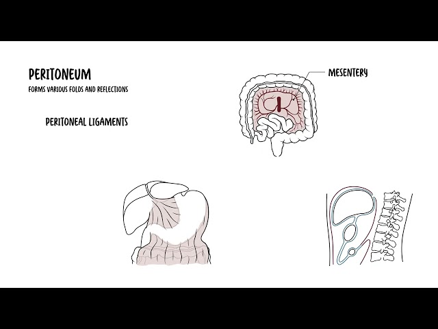 Peritoneum Anatomy