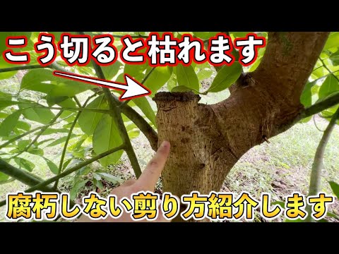 トランペットの木の伐採:手順とヒント 植物