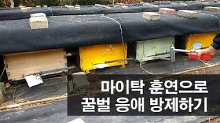 월동벌 마이탁 훈연으로 응애 박멸하기