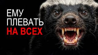 МЕДОЕД САМОЕ БЕЗБАШЕННОЕ ЖИВОТЕОЕ НА ЗЕМЛЕ!