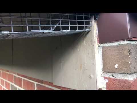 Squirrel Exclusion in Farmingdale, NJ