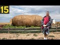 15 BIGGEST Fruits Vegetables Ever Recorded