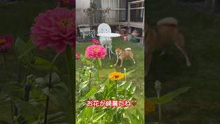 綺麗なお花と豆柴 #shibainu #柴犬 #cute #犬のいる暮らし #庭