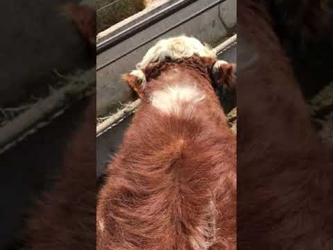 Wild Ideas with Brian  Bull Riding