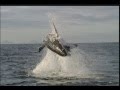 Discovery Channel Promo Animal Planet TV Promo