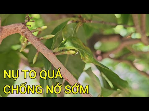 🔴 QBS23449 - CÁCH HÃM NỤ MAI CHỐNG NỞ SỚM | NỤ MAI TO QUÁ LÀM SAO ĐỂ HẠN CHẾ VIỆC NỞ  SỚM | MAI VÀNG