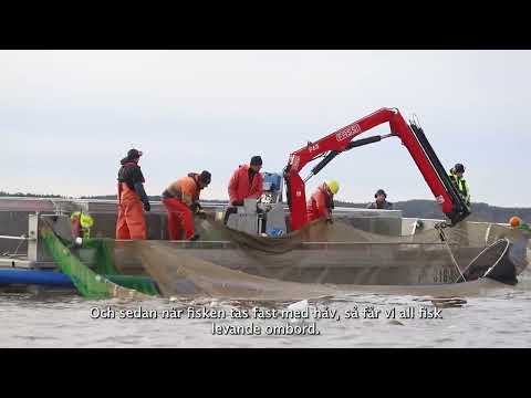 Saaristomeren kalastustekniikoita osa 4. Norssin eli kuoreen rysäpyynti