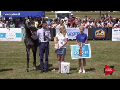 3 rd placeN.78 LARANDO - Radom 2017 - Senior Stallions Championship (Class 14)