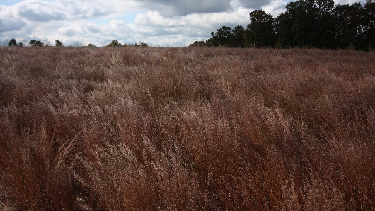 Companion Grass Mixes | Native Grass Seed Mix