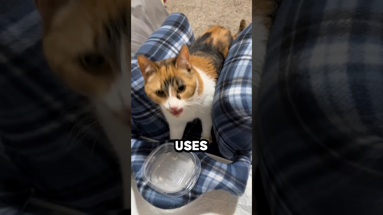 He Built This For His Disabled Cat @adathecalicocat #shorts #cat