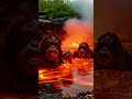 Orang Utan Nyobain Mandi Lava