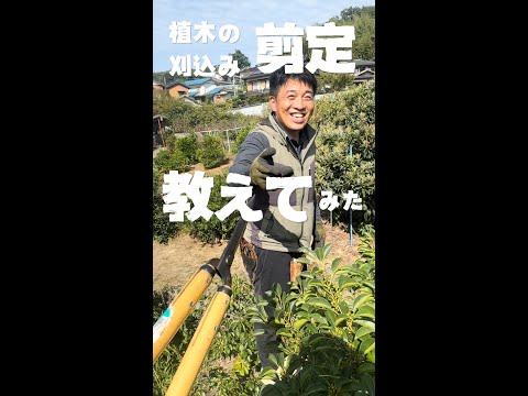  5月の庭で何をしましょうか？仕事と優れた実践方法の完全なガイド  庭園