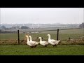 Surge In Sales Of GEESE For Christmas Dinner Because Of The ARCHERS