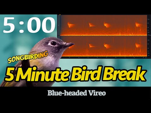 Vireo sivohlavý (Vireo solitarius) — spev a hlas v prírode