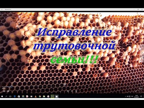 ОДИН ИЗ СПОСОБОВ ИСПРАВЛЕНИЯ СЕМЬИ С МАТКОЙ ТРУТОВКОЙ от А до Я, ДЛЯ НАЧИНАЮЩИХ. Beekeeping.🔥🔥🔥