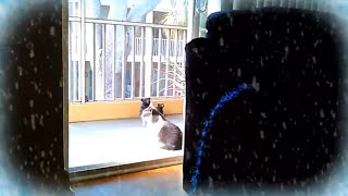 Remy boy is looking for Santa Paws