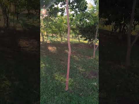 lado de Sima do parque Goiatuba GO