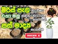 මිරිස් පැල සිටුවීම්ට වගා මලු සඳහා පස් 