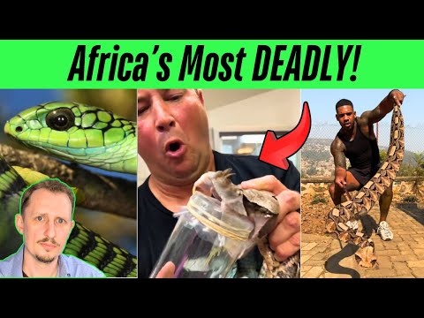 Zoologist Reacts to African VENOMOUS Snake TikToks!