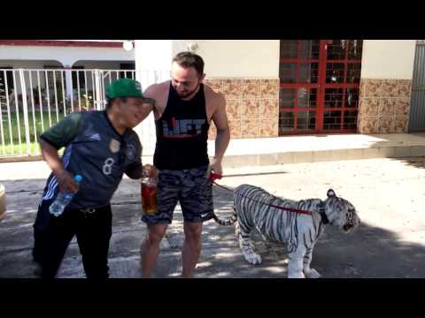 El Pirata De Culiacan En Aprietos Con El Tigre