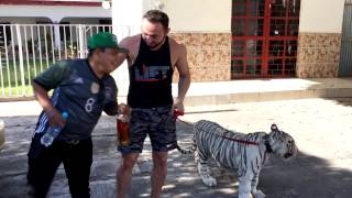 El Pirata De Culiacan En Aprietos Con El Tigre