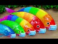 Stop motion ASMR - Catfish hunting Colorful carp koi fish - 다채로운 잉어물고기 | 거대한 개구리 - 무지개 메기/ 스톱 모션