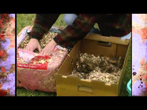 Proper Storage of Canna Bulbs