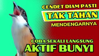 Download lagu PASTI TAK TAHAN CENDET MENDENGARNYA❗ PANCINGAN CENDET AGAR RAJIN BUNYI❗❗ mp3 Download lagu PASTI TAK TAHAN CENDET MENDENGARNYA❗ PANCINGAN CENDET AGAR RAJIN BUNYI❗❗ mp3