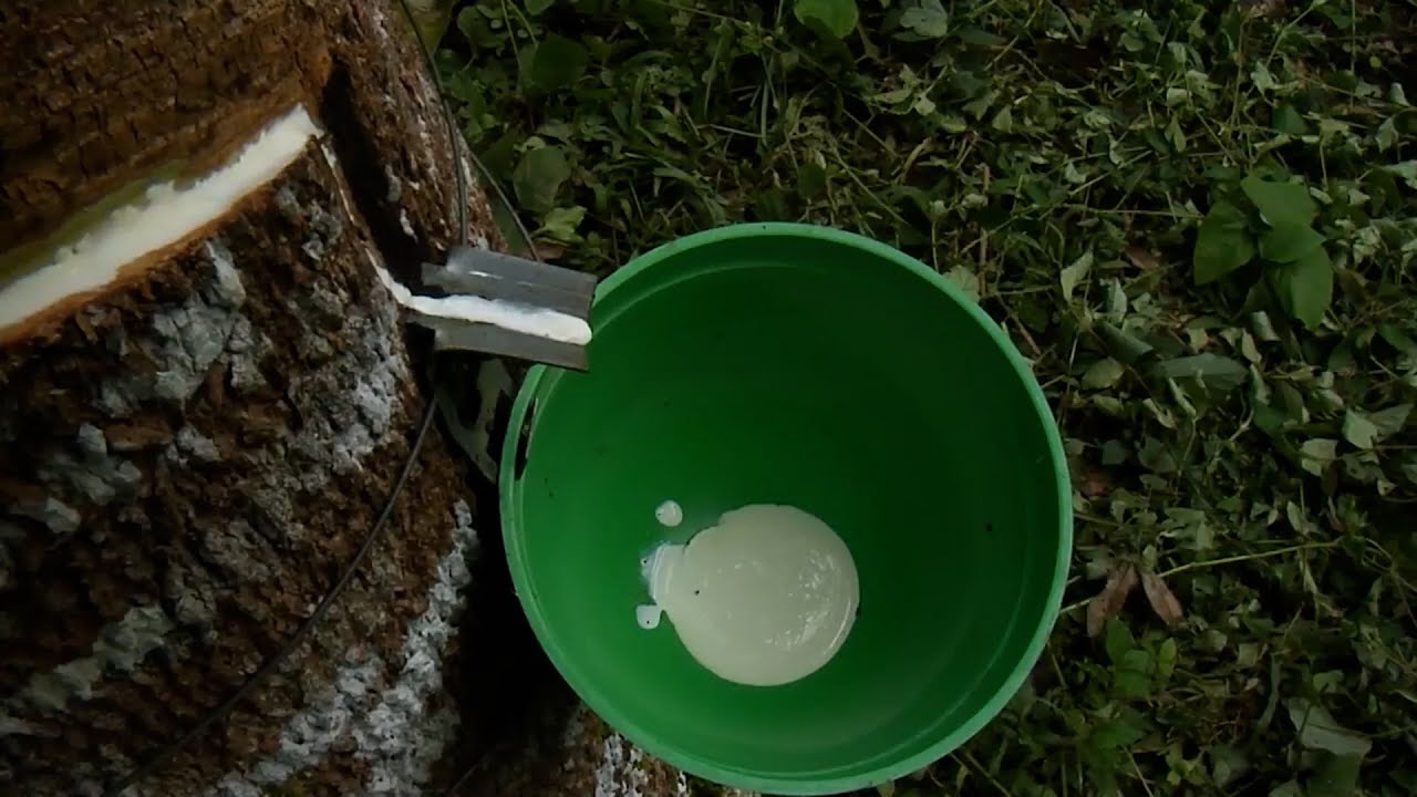 ASOPROCAUCHO ENTREGA DE RECURSOS   EL RETORNO CAP 2  GUAVIARE