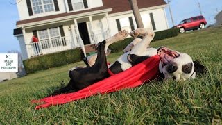 Boo Radley - #UnderDogToWonderdog