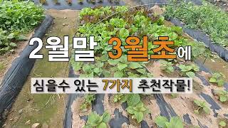 2월 말 3월 초에 심을 수 있는 7가지 추천 작물! #주말농장 텃밭 가꾸기