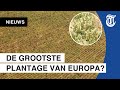 Zien: giga-hennepplantage opgerold in Spanje