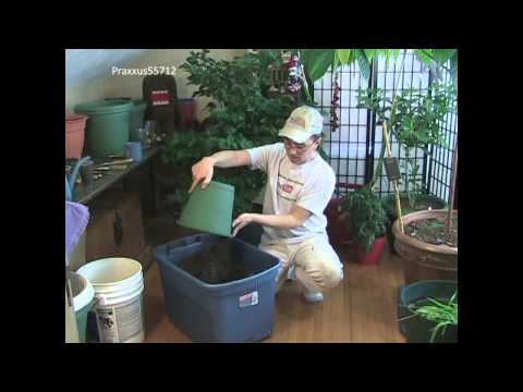 download lagu mp3 mp4 Growing Potatoes Under Grow Lights, download lagu Growing Potatoes Under Grow Lights gratis, unduh video klip Growing Potatoes Under Grow Lights