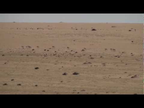 Addax in the Sahara Desert
