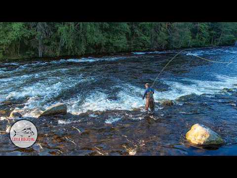 FINLAND – Fly Fishing the Legendary Baitfish Migration for Trophy Brown Trout by Todd Moen