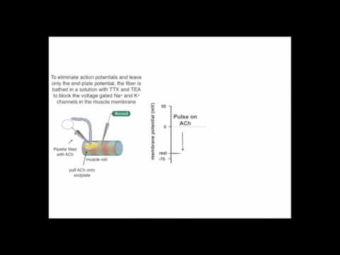 The reversal potential 1