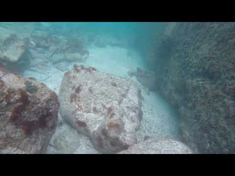 A few of the fish you'll see while snorkeling