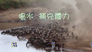 [問卦] 有人動物星球頻道只看血流成河的嗎？