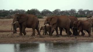 Gambling on Extinction [Official Trailer]